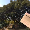 제주힐 | 제주 카멜리아힐 후기 | 최신 입장료, 운영시간, 동백•수국 계절별 볼거리 총정리