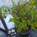 우란농장 이미지