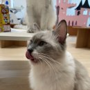 고양이 주택 이미지