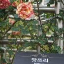 광주에서의 하루, 장미향기 가득했던 조선대학교 + 전현무계획 금동화로 + 지니빈스 게이샤 커피까지 !