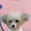 피카소동물병원 이미지