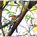 새(금호) 이미지