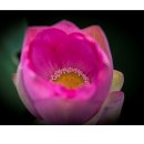 마디호박 이미지