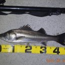 하마낚시터 이미지