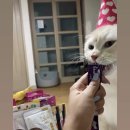 펫프렌즈 | 고양이 용품 어디서 사야할지 모르겠다면? 펫프렌즈 추천