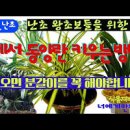 동양란 물주기 키우기 난 물주는법 난석 난분갈이 방법 난꽃 감상 힐링 이미지