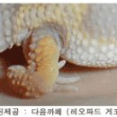 파충류의 각종 질병과 증상 및 조치법 2 이미지