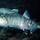 (주)연어 이미지