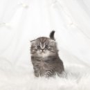 캐터리 플러스 | 성주고양이분양 눈에 확 띄는 냥이 한 마리 발견!