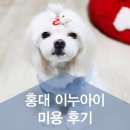아이펫살롱 이미지