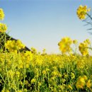 컨트리송 모음 이미지