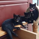 대소동물병원 이미지