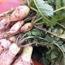 정례농장 이미지