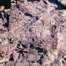 진주 유수리 백악기 화석산지 이미지