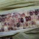 쌍둥이 농원 이미지