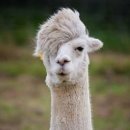 알파카 이미지