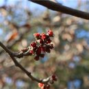 천리포수목원 이미지