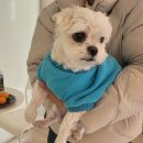 멍탕멍컷 이미지