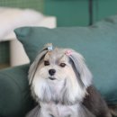 블레스펫 살롱 이미지