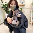꽃담 멍발소 네이버블로그