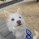 동주동물병원 | 눈물 원인과 강아지 눈물 없애는 방법! 강아지 알러지 사료/강아지 눈물 사료 추천!(1) - 내돈내산 후기✨️