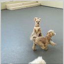 우다다댕산 이미지