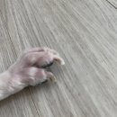 딩동 펫 살롱 이미지