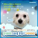 럭셔리하개 이미지