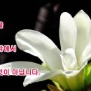 아침꽃향기