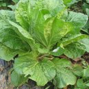 고천농장 이미지