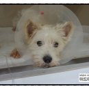 미드미동물병원 이미지