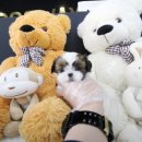 도그웨이 청주점 이미지