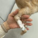 용산동물병원 | 용산 삼각지 동물병원 안심 중성화수술 내돈내산 후기