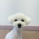 아리스타펫 | 천안애견미용 아리스타펫 살롱 이용 후 반려동물의 달라진 모습!