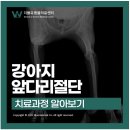 더블유인천심장동물병원
