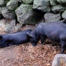 제주흑돼지 이미지