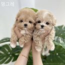 인천강아지분양 멍그레 이미지