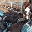 토종흑염소 이미지