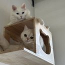 운정 숲 고양이호텔 이미지