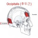 전두근과 후두근 이용하기 이미지
