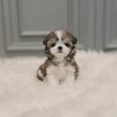 오케이독 | 부평말티츄분양 알아보고 오케이독 부천본점 다녀온 후기