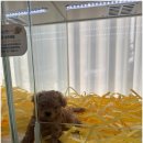 펫퍼스트24시 서울송파점 강아지고양이분양말티푸말티즈푸들 이미지