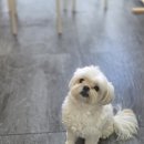 멍멍이컷 | 계산동 애견미용 엄지네 멍멍이 살롱 : 말티츄 '별이'의 겨울철 필수 코스! 부분 미용+얼굴 컷 후기