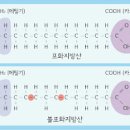 아보카도 영양성분 칼로리 좋은점 과일 이미지