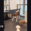 아지독