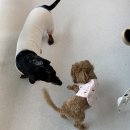 다둥 반려견 호텔 유치원 | [반려견 호텔 후기] 복이 강아지 유치원 우다닷에 다녀오다!