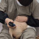 벤토냥 네이버블로그