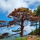 소나무 전경 이미지