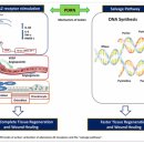 목포우리의원 | 목포리쥬란힐러 PDRN의 재생 기전 <논문 첨부>