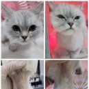 댕냥이살롱 이미지